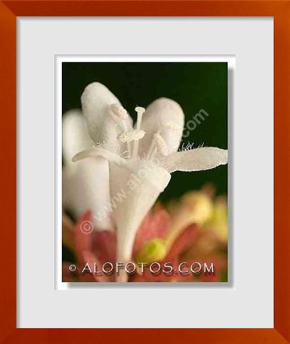 fotos de Abelia grandiflora