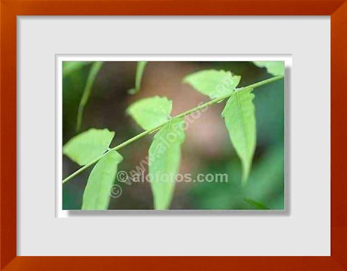fotos de Ailanthus altissima