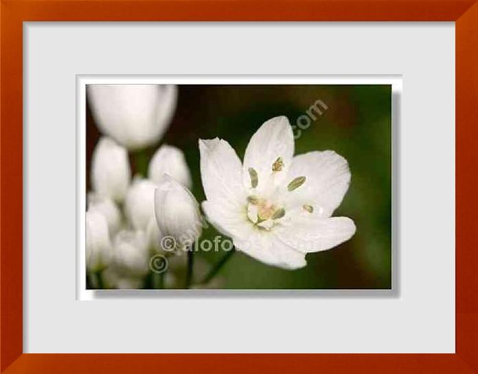 fotos de Allium comosum