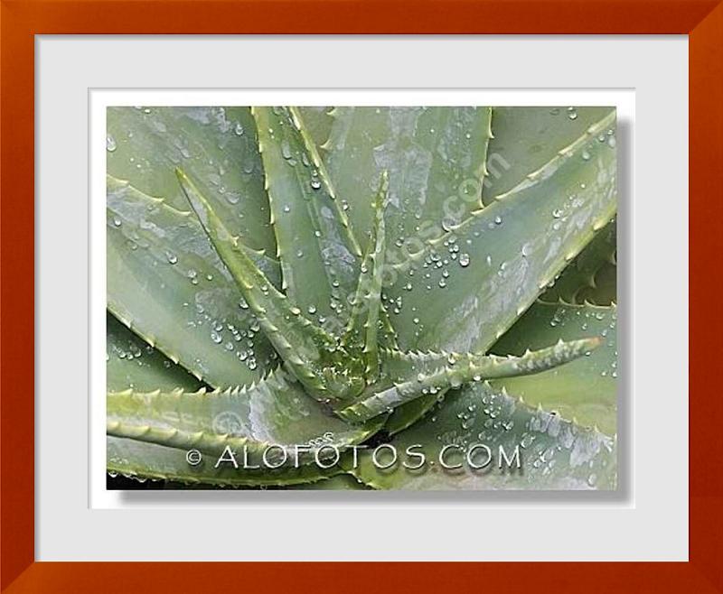 fotos de Aloe arborescente