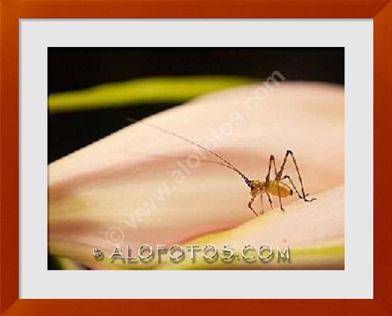 fotos de Amaryllis belladona