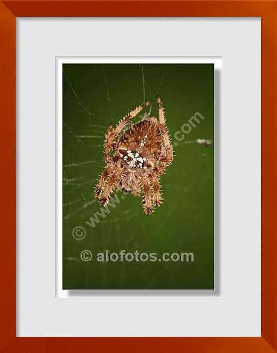 fotos de Araneus diadematus