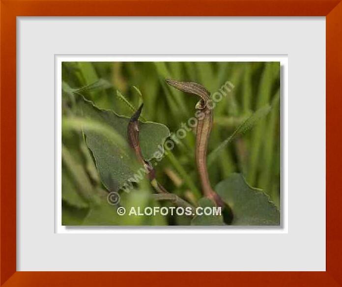 fotos de Aristolochia pistolochia