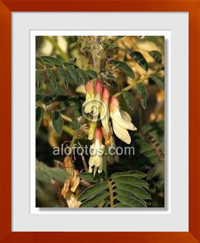 fotos de Astragalus lusitanicus