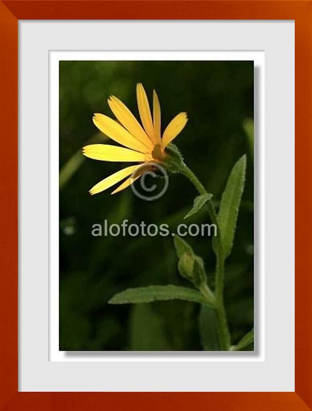 fotos de Calendula arvensis