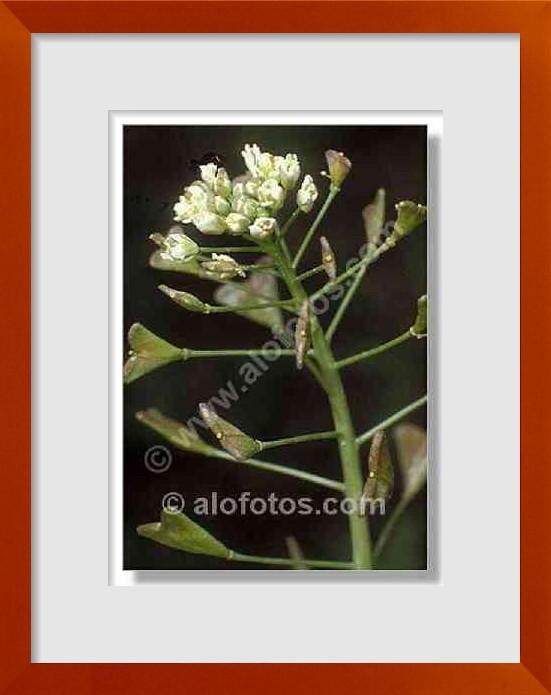 fotos de Capsella bursa pastoris