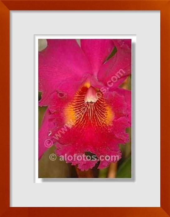 fotos de Cattleya sp