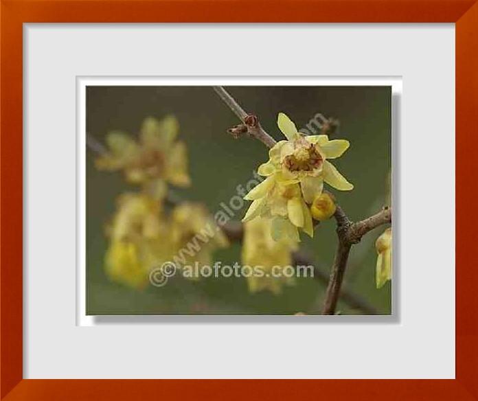 fotos de Chimonanthus praecox