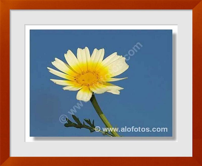 fotos de Chrysanthemum