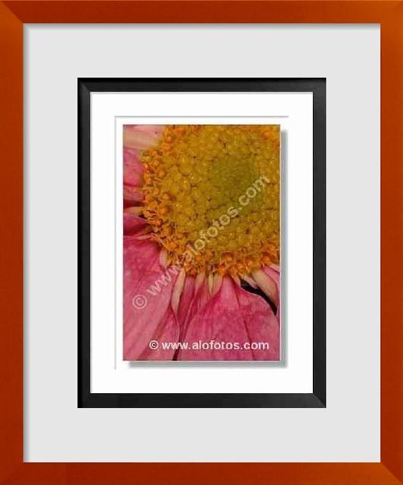 fotos de Chrysanthemum sp