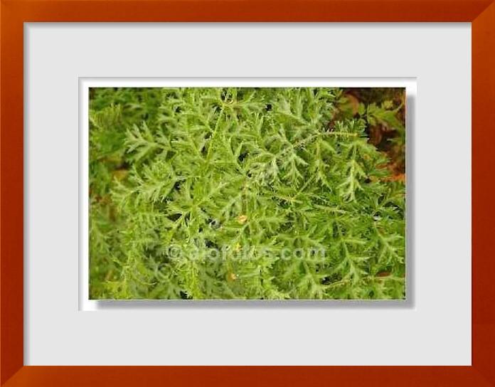 fotos de Conium maculatum