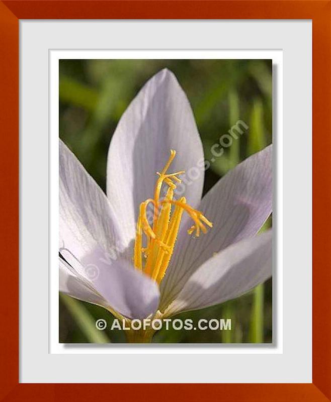 fotos de Crocus sativus