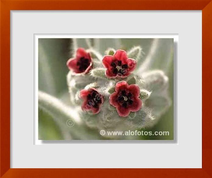 fotos de Cynoglossum cheirifolium