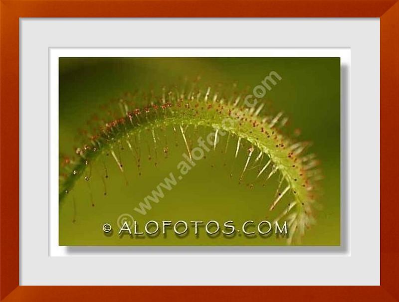 fotos de Drosera capensis