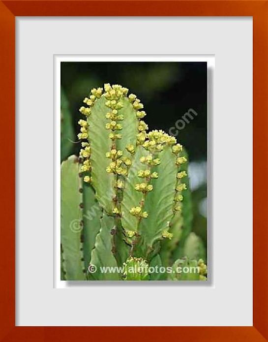 fotos de Euphorbia canariensis