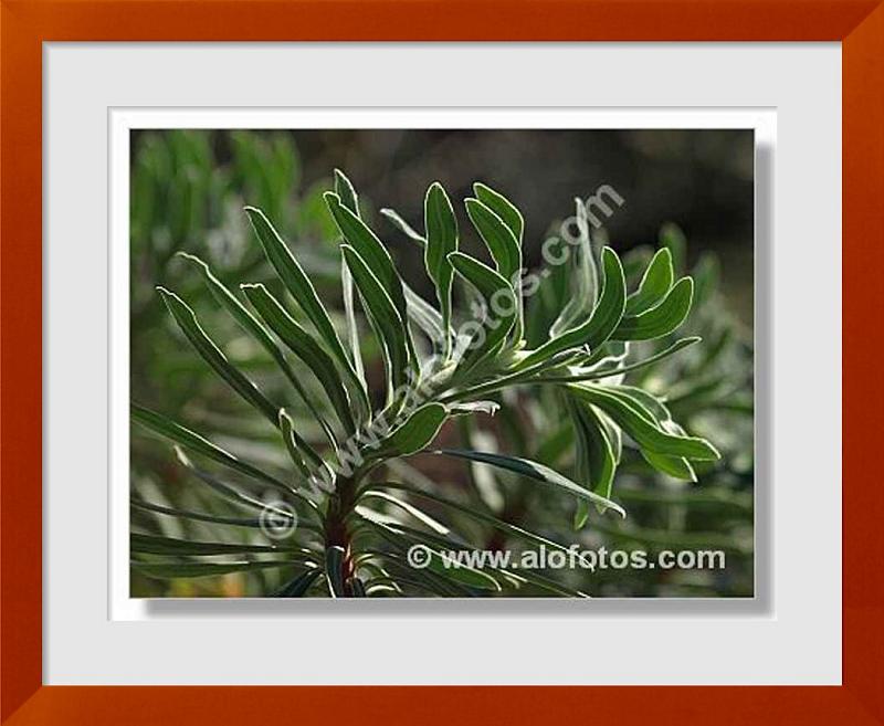 fotos de Euphorbia characias