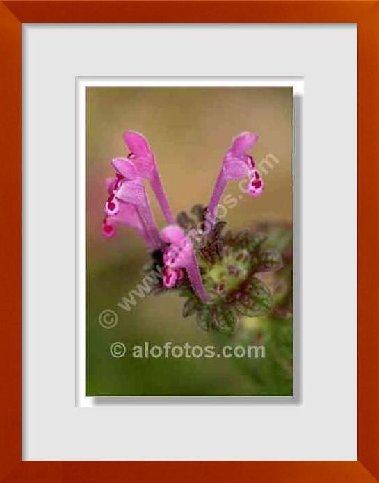 fotos de Fedia cornucopiae