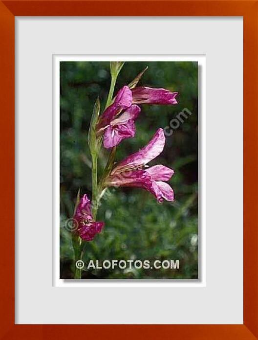 fotos de Gladiolus italicus