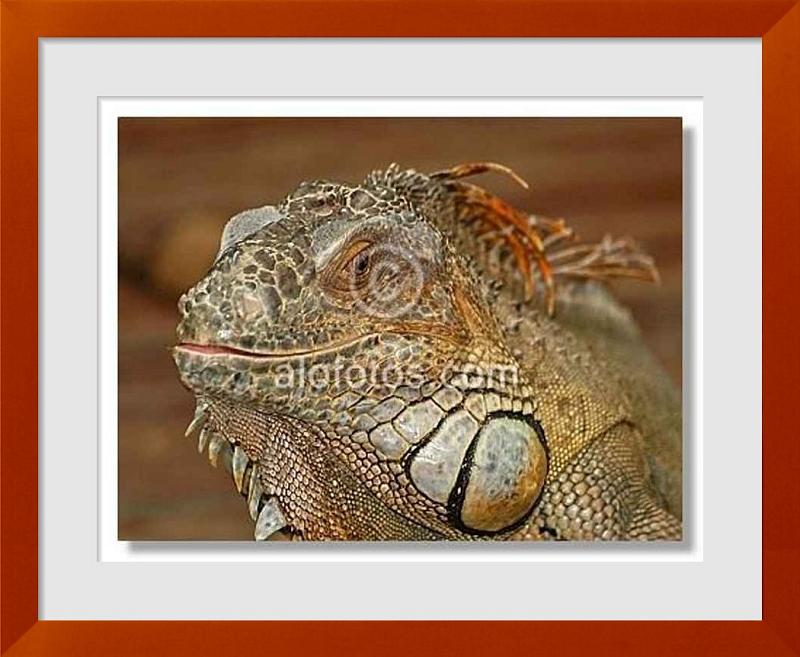 fotos de Iguana iguana