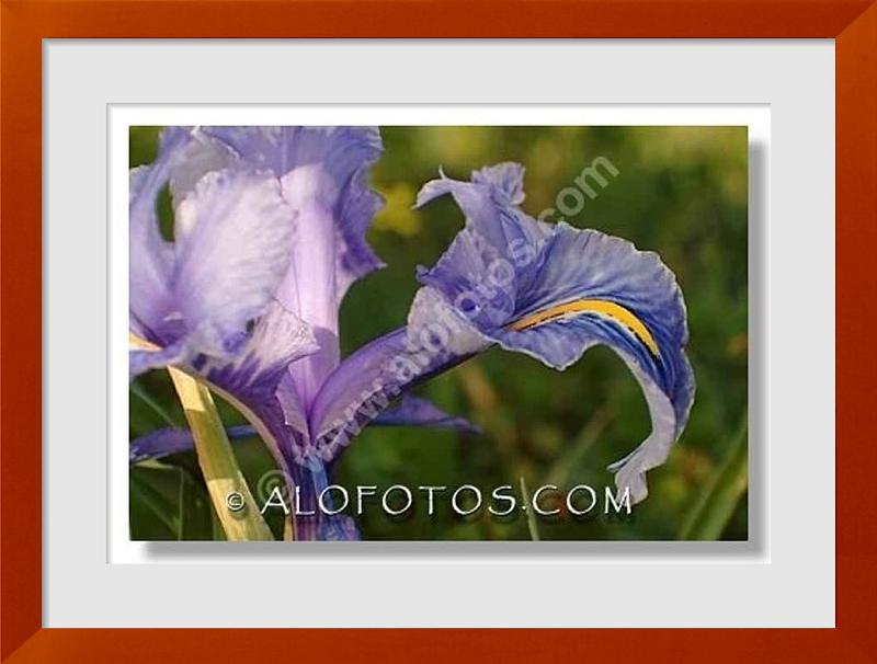 fotos de Iris planifolia