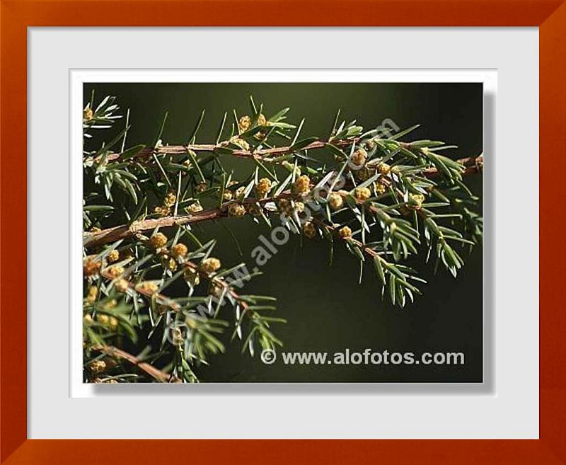fotos de Juniperus oxycedrus