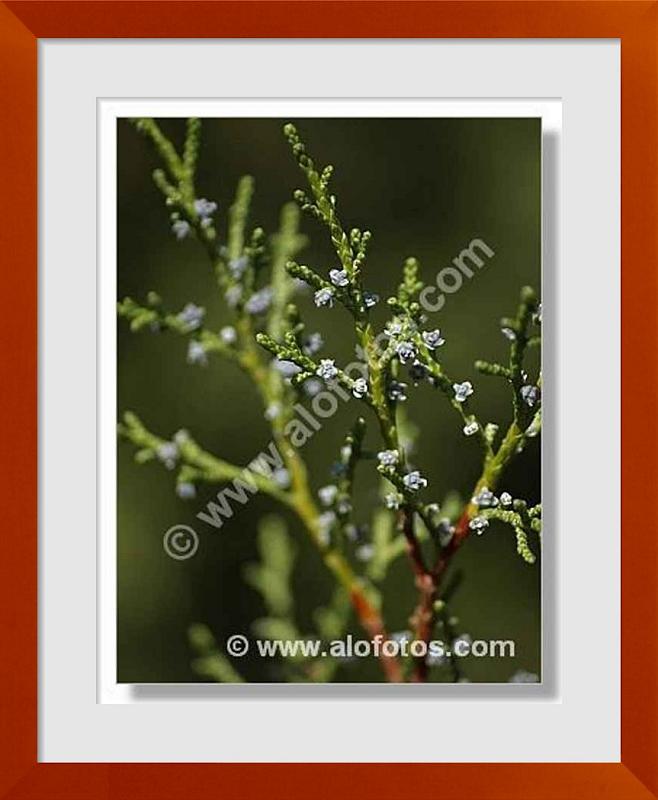 fotos de Juniperus phoenicea