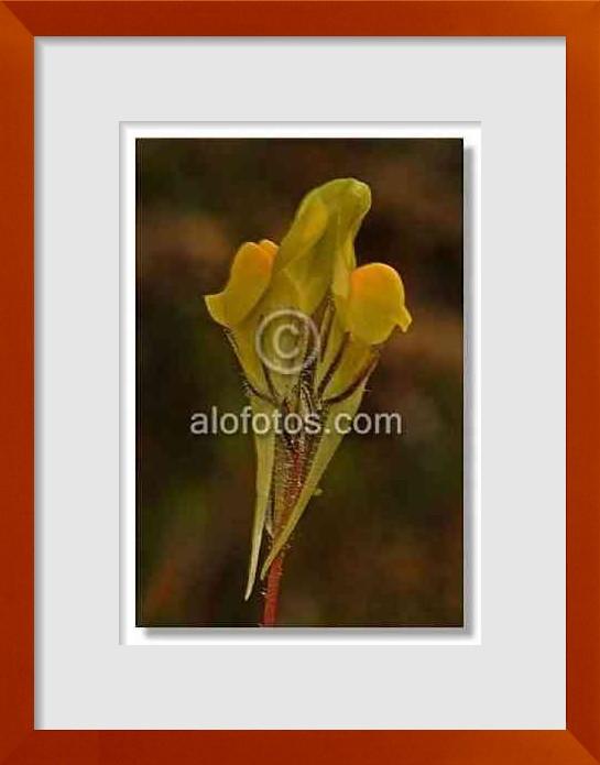fotos de Linaria vulgaris