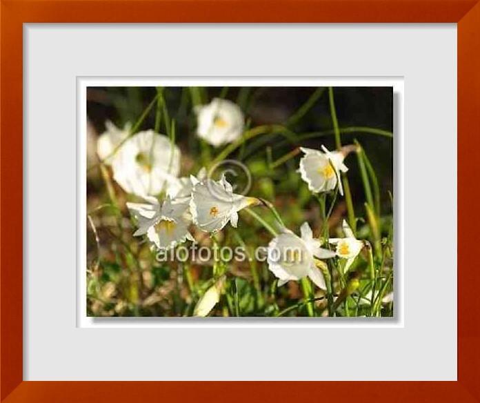 fotos de Narcissus cantabricus