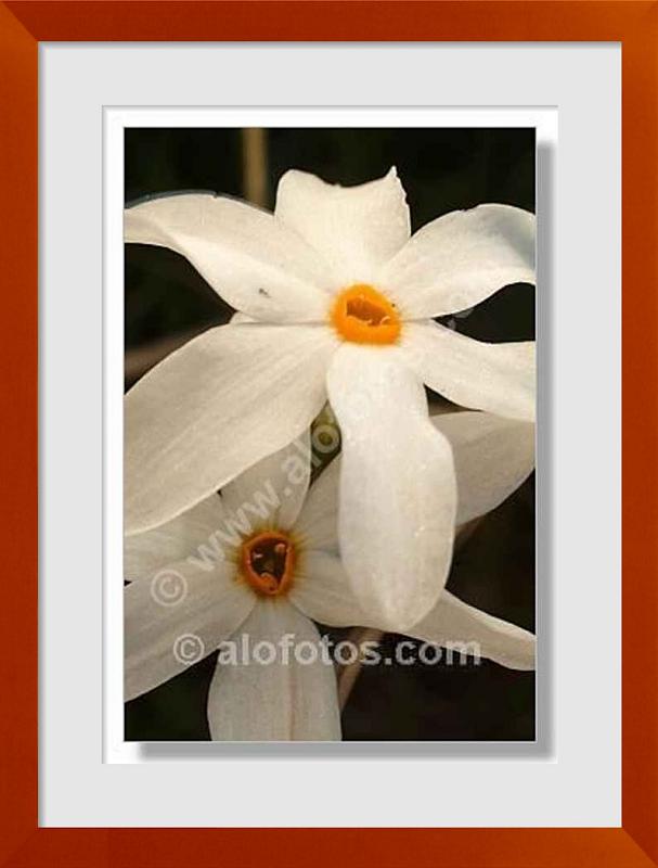 fotos de Narcissus serotius