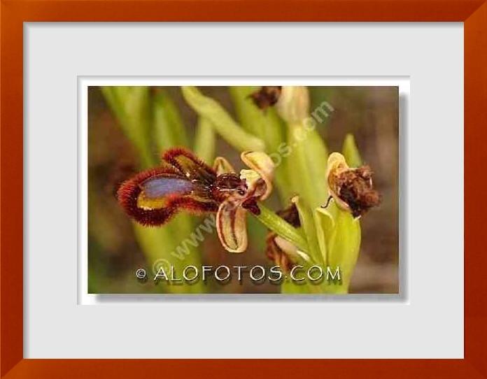 fotos de Ophrys speculum