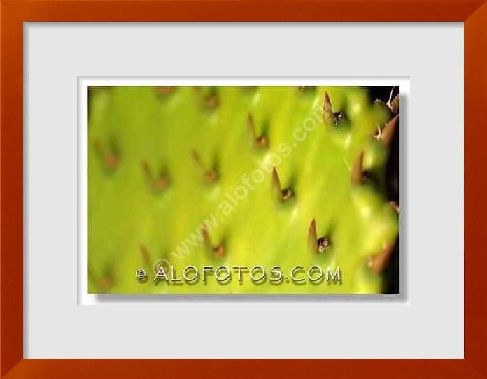 fotos de Opuntia ficus indica