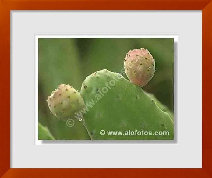 fotos de Opuntia maxima