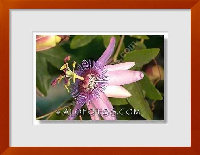 fotos de Passiflora caerulea