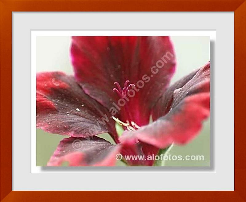 fotos de Pelargonium