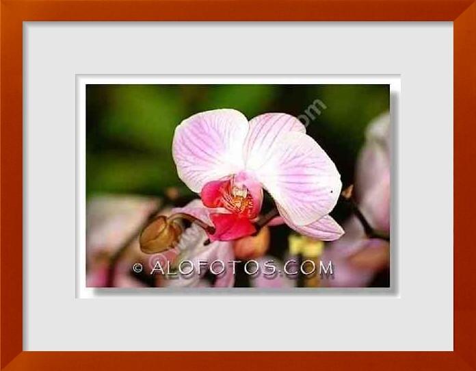fotos de Phalaenopsis hybrida
