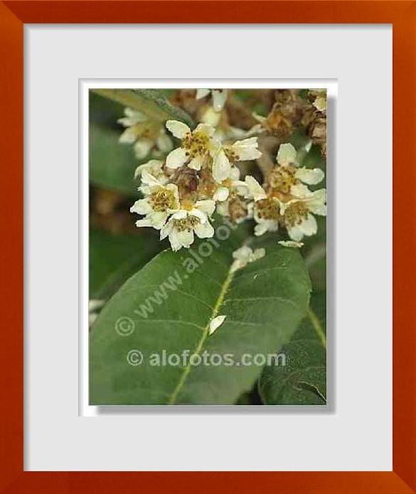 fotos de Photinia japonica
