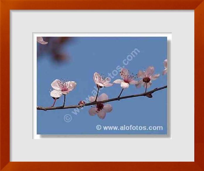 fotos de Pruus cerasifera