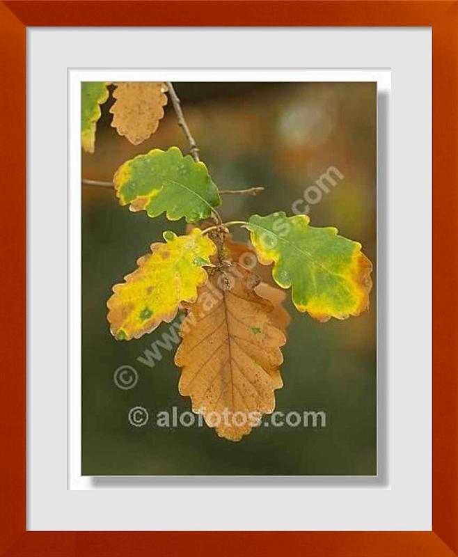 fotos de Quercus robur