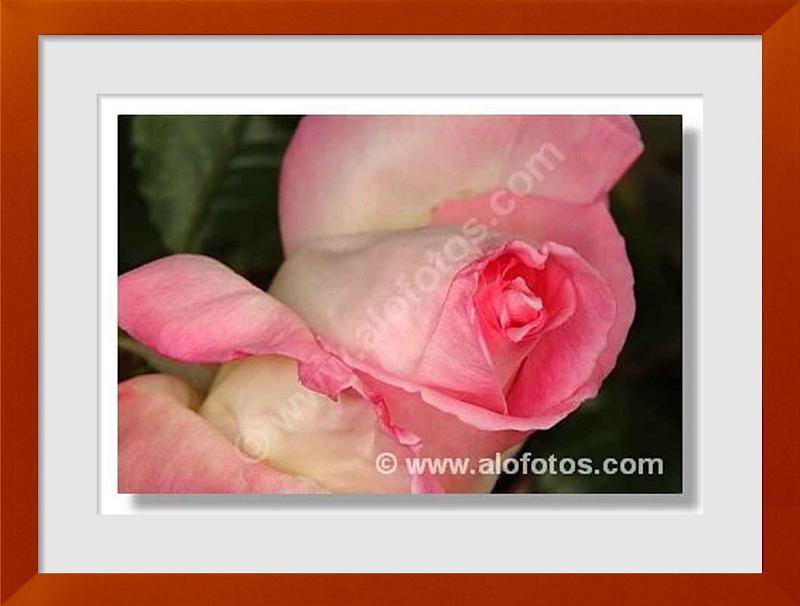 fotos de Rosa hybrida
