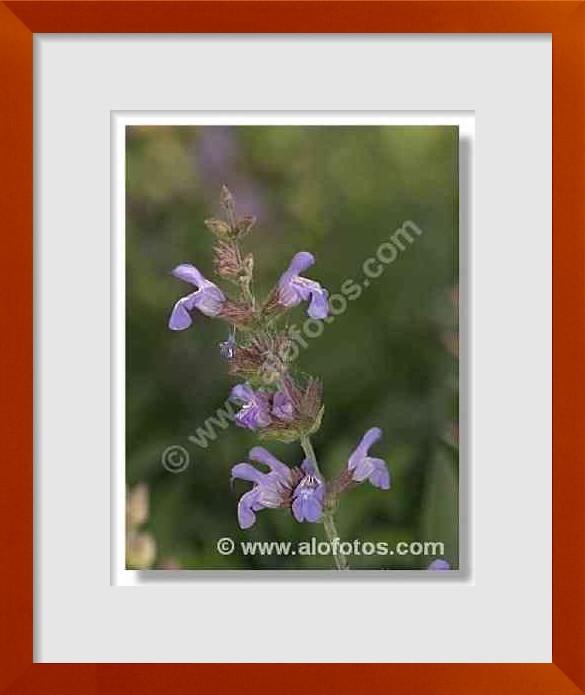 fotos de Salvia officinalis