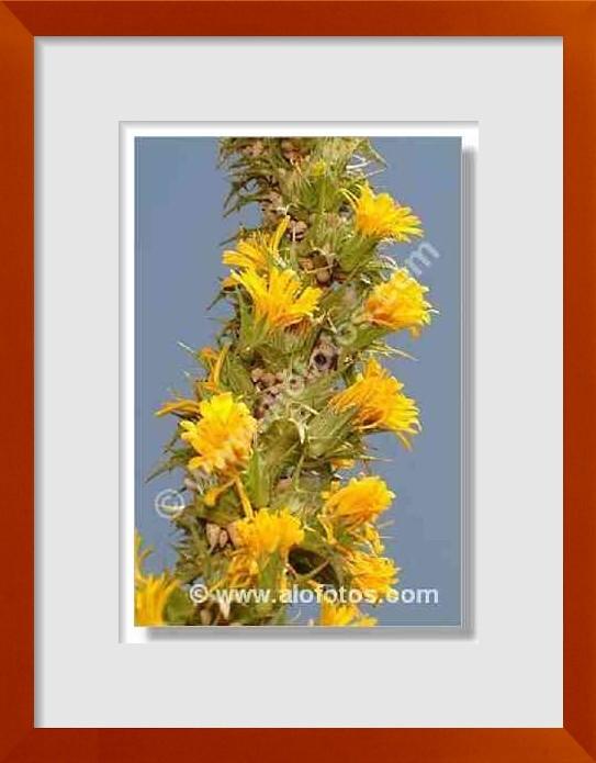 fotos de Scolymus hispanica