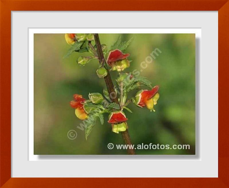 fotos de Scrophulariaceae