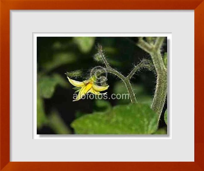 fotos de Solanum lycopersicum