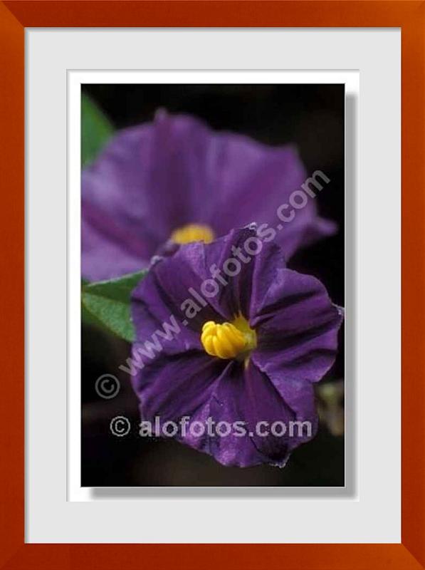 fotos de Solanum rantonnetii
