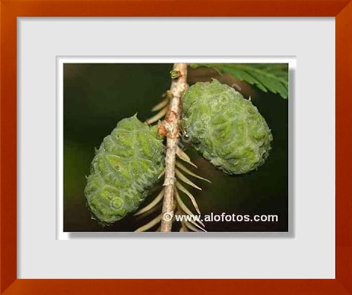 fotos de Taxodium distichum