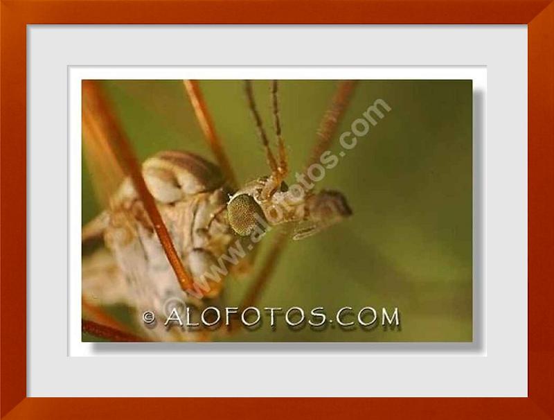 fotos de Tipula oleraceae