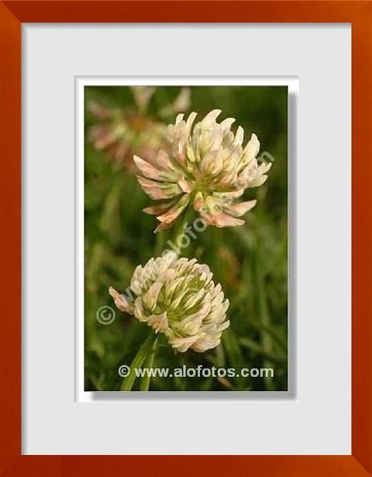 fotos de Trifolium repens