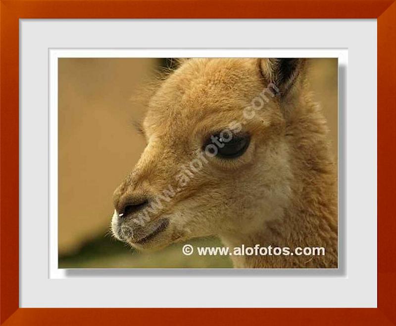 fotos de animales de Peru