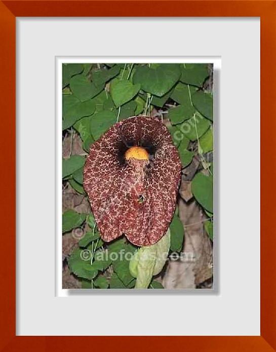 fotos de aristolochia gigantea