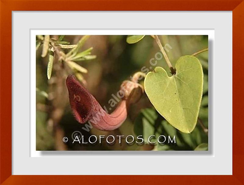 fotos de aristolochiaceae